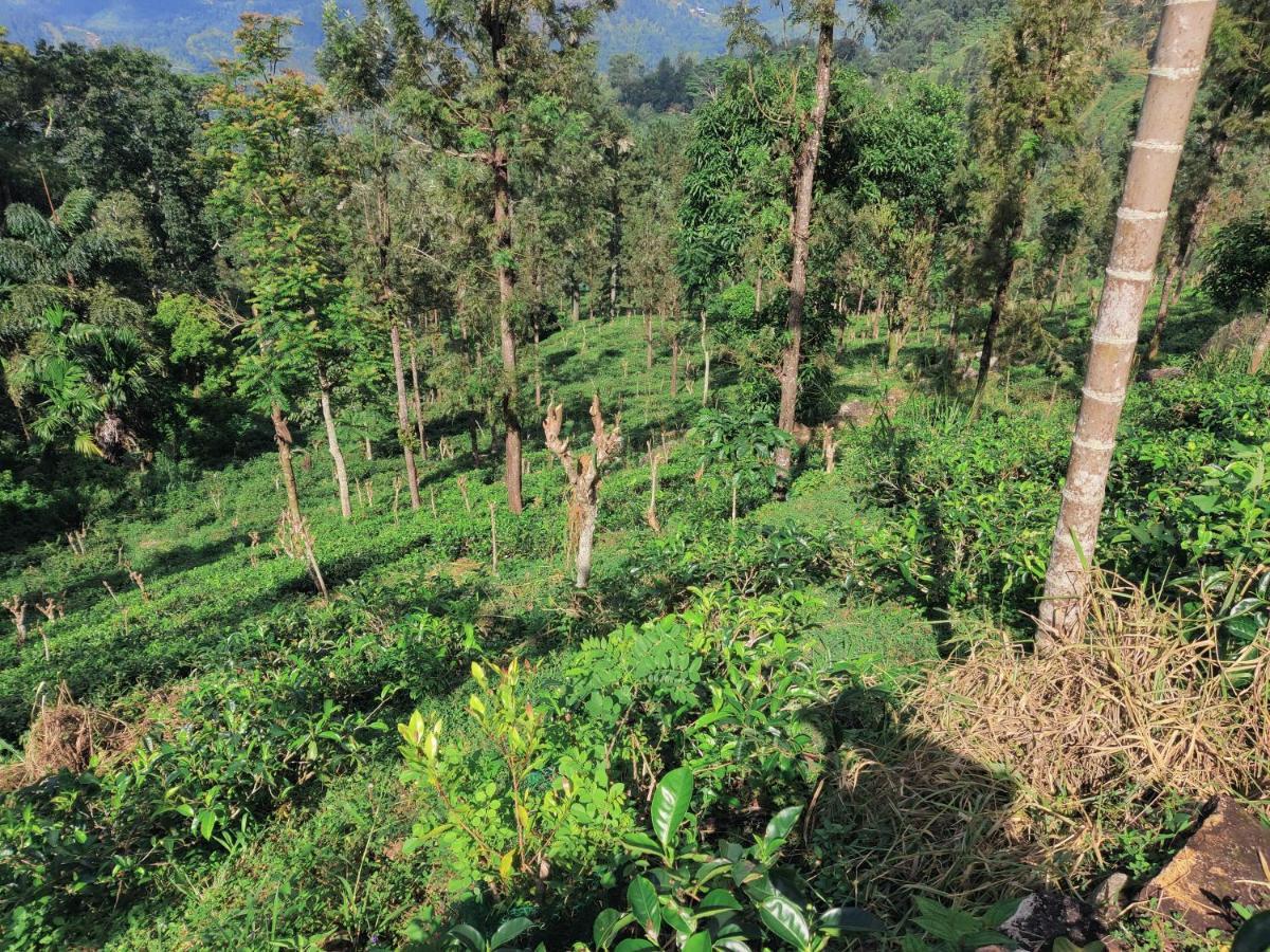 Rohana Estate Lodging & Camping Kandy Luaran gambar