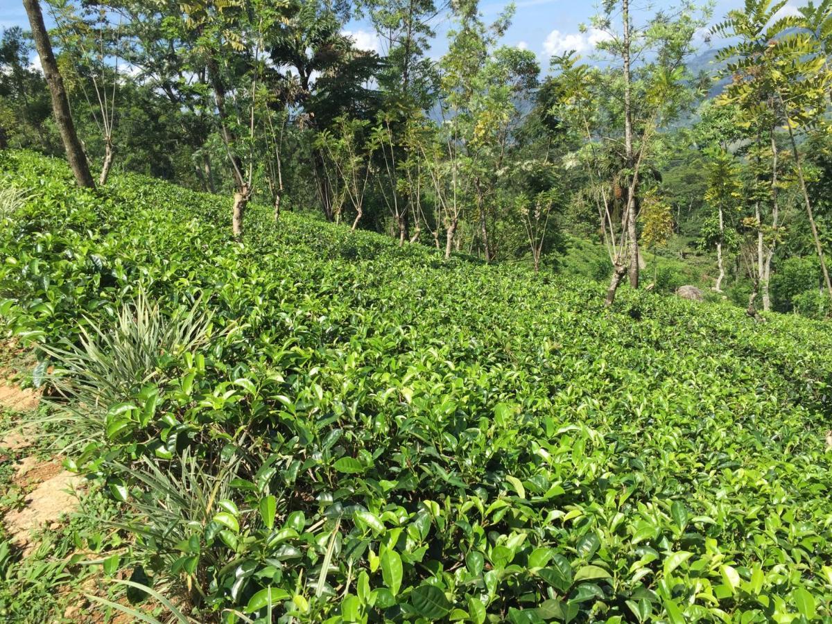 Rohana Estate Lodging & Camping Kandy Luaran gambar